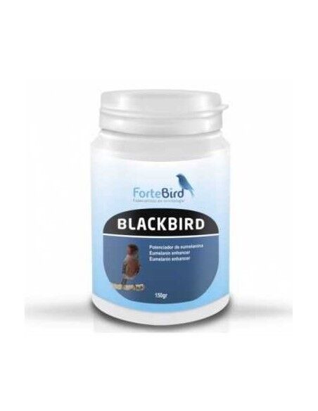 Blackbird Fortebird